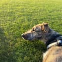 Photo of Misty