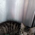 Photo of Rosalind 
