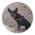Photo of Sadie