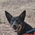 Photo of Sadie