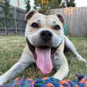 Photo of Chop