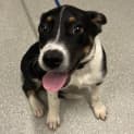 Photo of Oreo