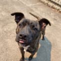 Photo of Dixie