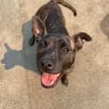Photo of Dixie