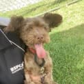 Photo of Milo