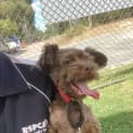 Photo of Milo