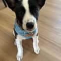 Photo of Buster
