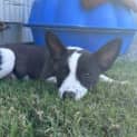 Photo of Buster