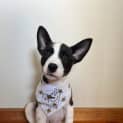 Photo of Buster