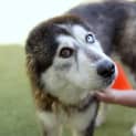 Photo of Willow