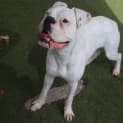 Photo of Barney