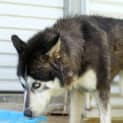 Photo of Willow