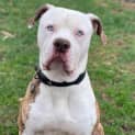 Photo of Roscoe