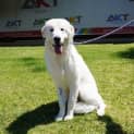 Photo of Mochi