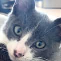 Photo of Moo