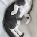 Photo of Moo