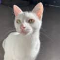 Photo of Piya