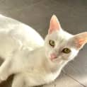 Photo of Piya