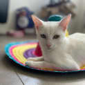 Photo of Piya
