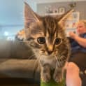 Photo of Memphis *2nd Chance Cat Rescue *