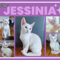 Photo of Jessinia