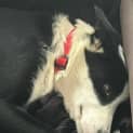 Photo of Tui 2 Year Old Border Collie (Trial)