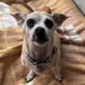 Photo of Nacho
