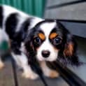 Photo of Mia