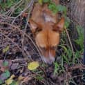 Photo of Bonnie