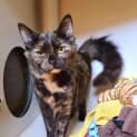 Photo of Mocha