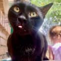 Photo of Merlin