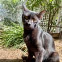 Photo of Merlin