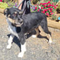 Photo of Nimbus