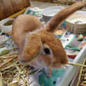 Photo of Butterscotch