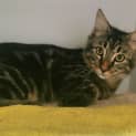 Photo of Whiskey