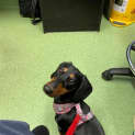 Photo of Millie