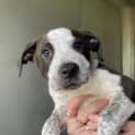 Photo of Cooper