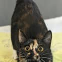 Photo of Dj Mittens