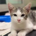 Photo of Peach