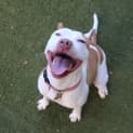 Photo of Dolly
