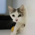 Photo of Crunchy Nut