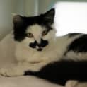 Photo of Mr. Darcy