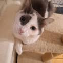 Photo of Patch