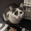 Photo of Patch