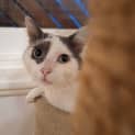 Photo of Patch