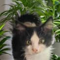 Photo of Ciro