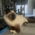 Photo of Odin **2nd Chance Cat Rescue **