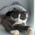 Photo of Oreo