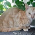 Photo of Micina