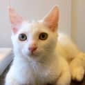 Photo of Casper